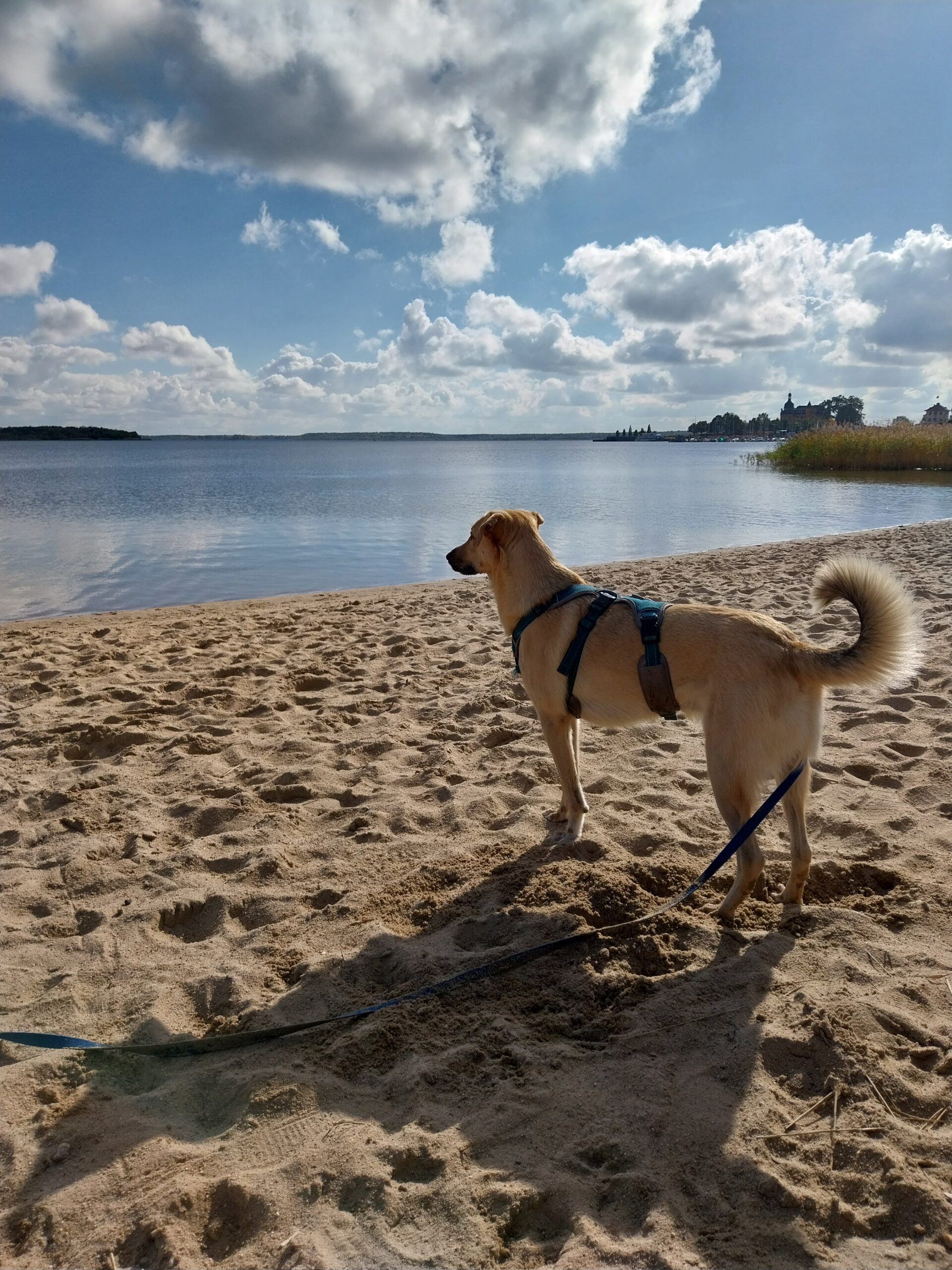 Tobi draußen